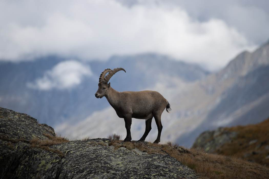 Steinbock im Wolkenlicht, Matterhorn