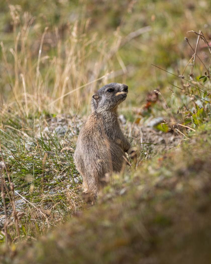 Murmeltier im Gras, Engadin