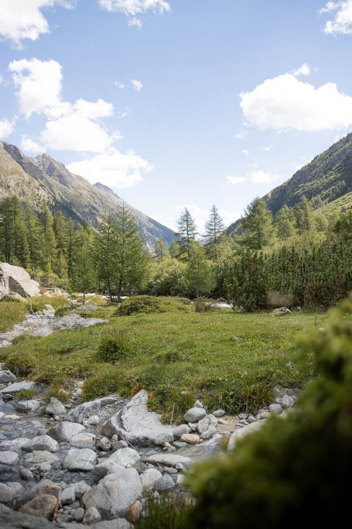 Lärchen am Wildbach, Engadin